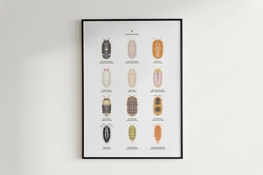 Isopod Series 4 Poster