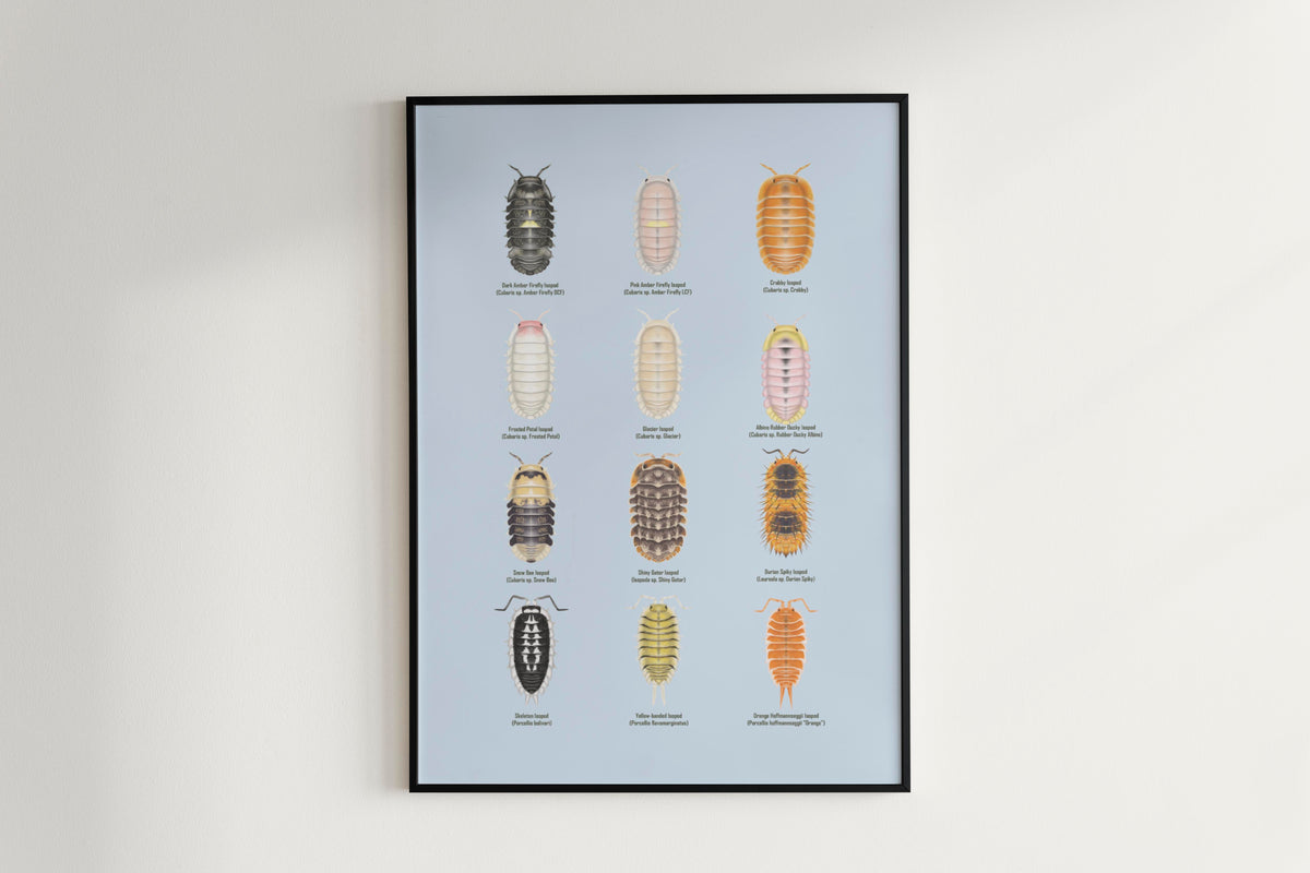 Isopod Series 4 Poster