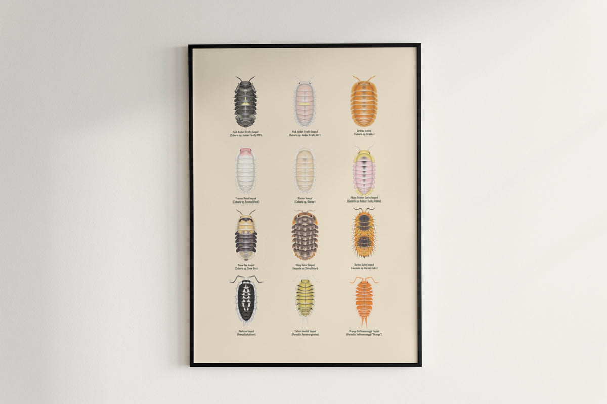 Isopod Series 4 Poster