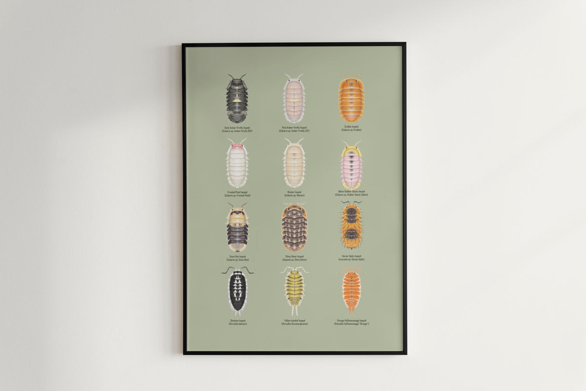 Isopod Series 4 Poster