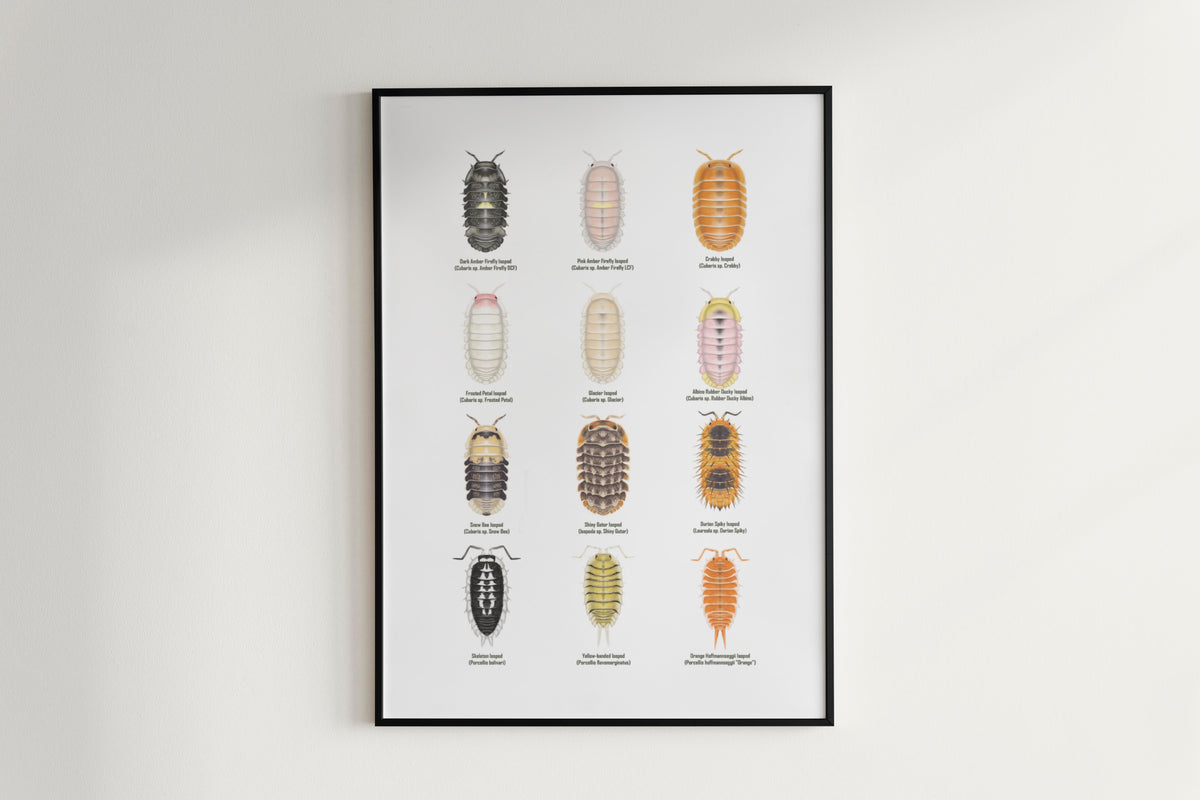 Isopod Series 4 Poster