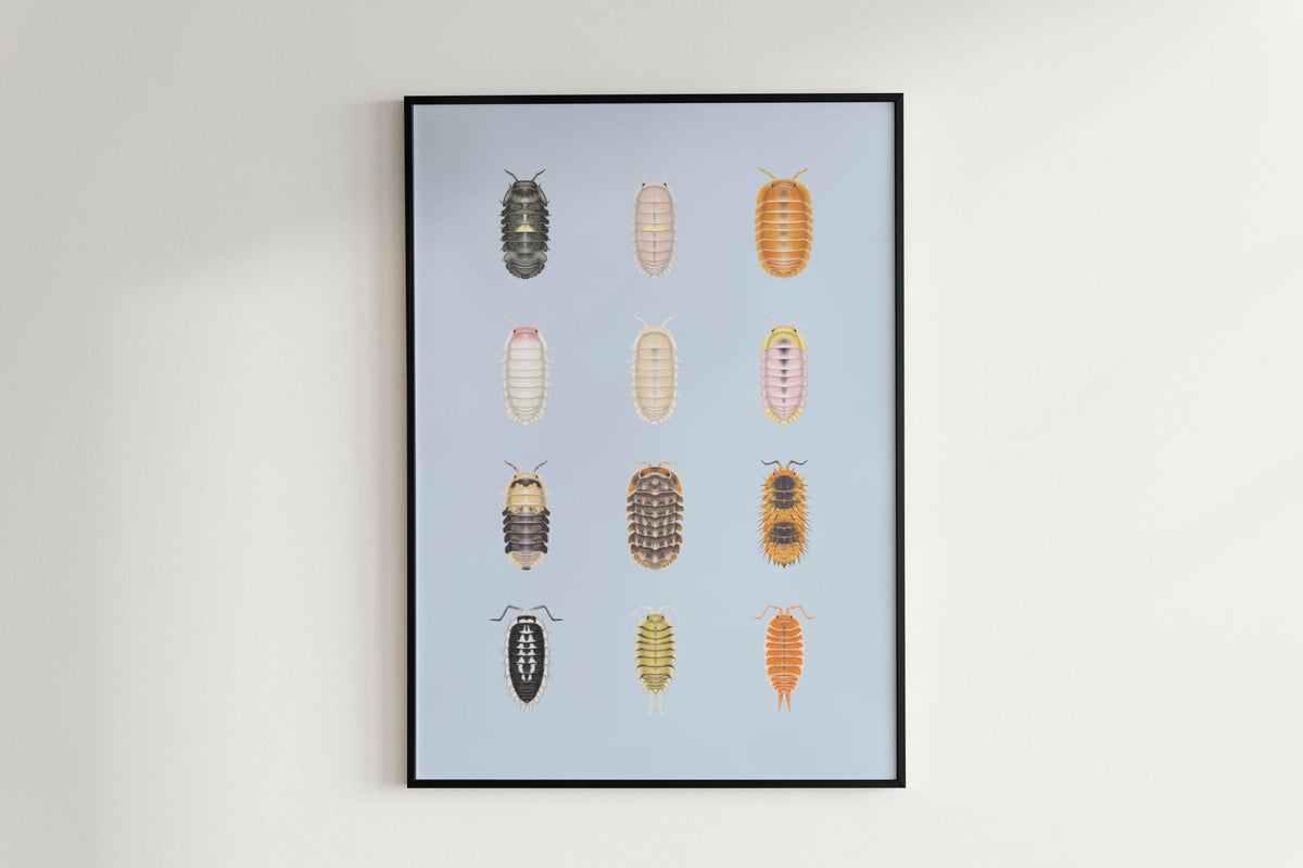 Isopod Series 4 Poster