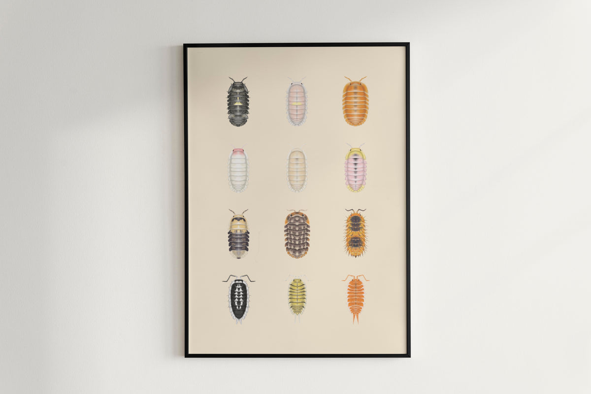 Isopod Series 4 Poster