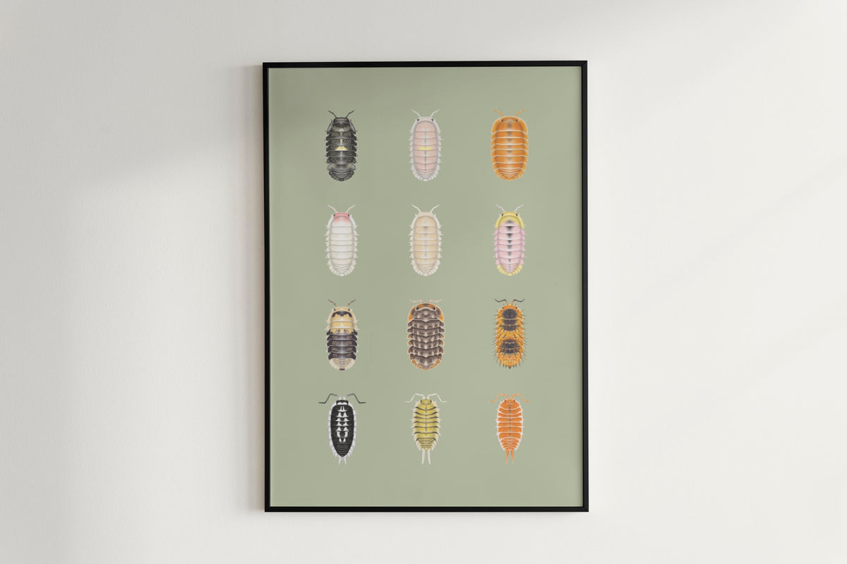 Isopod Series 4 Poster