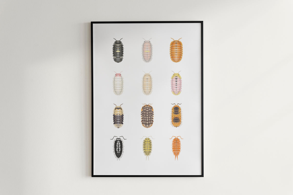 Isopod Series 4 Poster