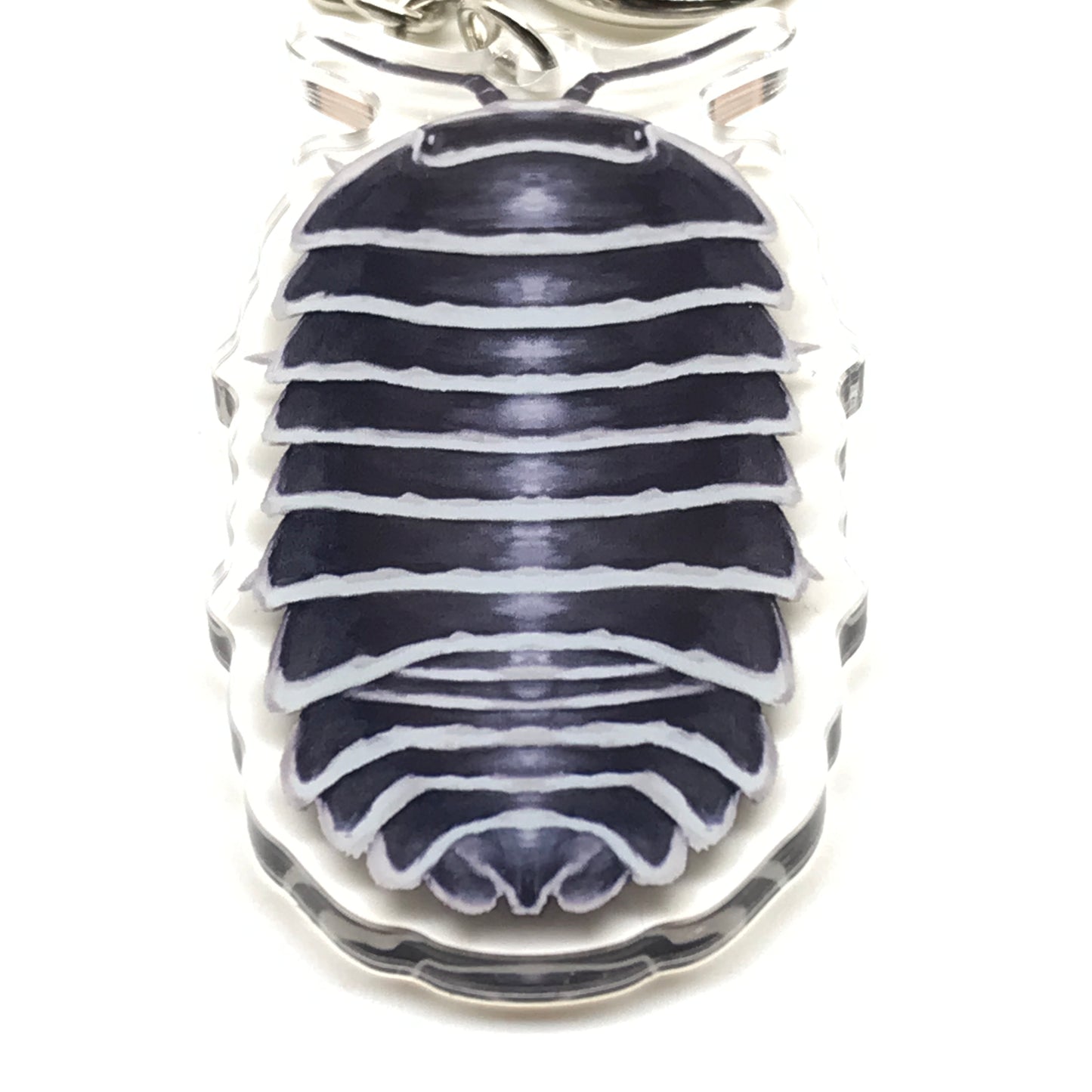 Zebra Isopod Armadillidium Maculatum acrylic keychain charm with black and white patterned exoskeleton, from The Silk Ranch.