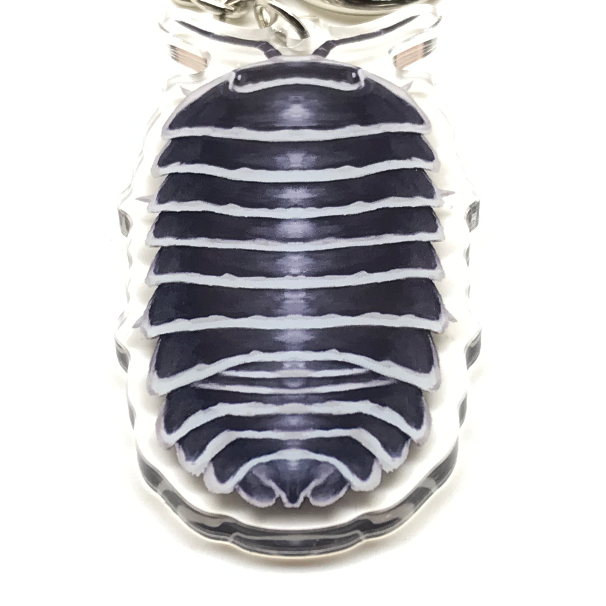Zebra Isopod Armadillidium Maculatum acrylic keychain charm with black and white patterned exoskeleton, from The Silk Ranch.