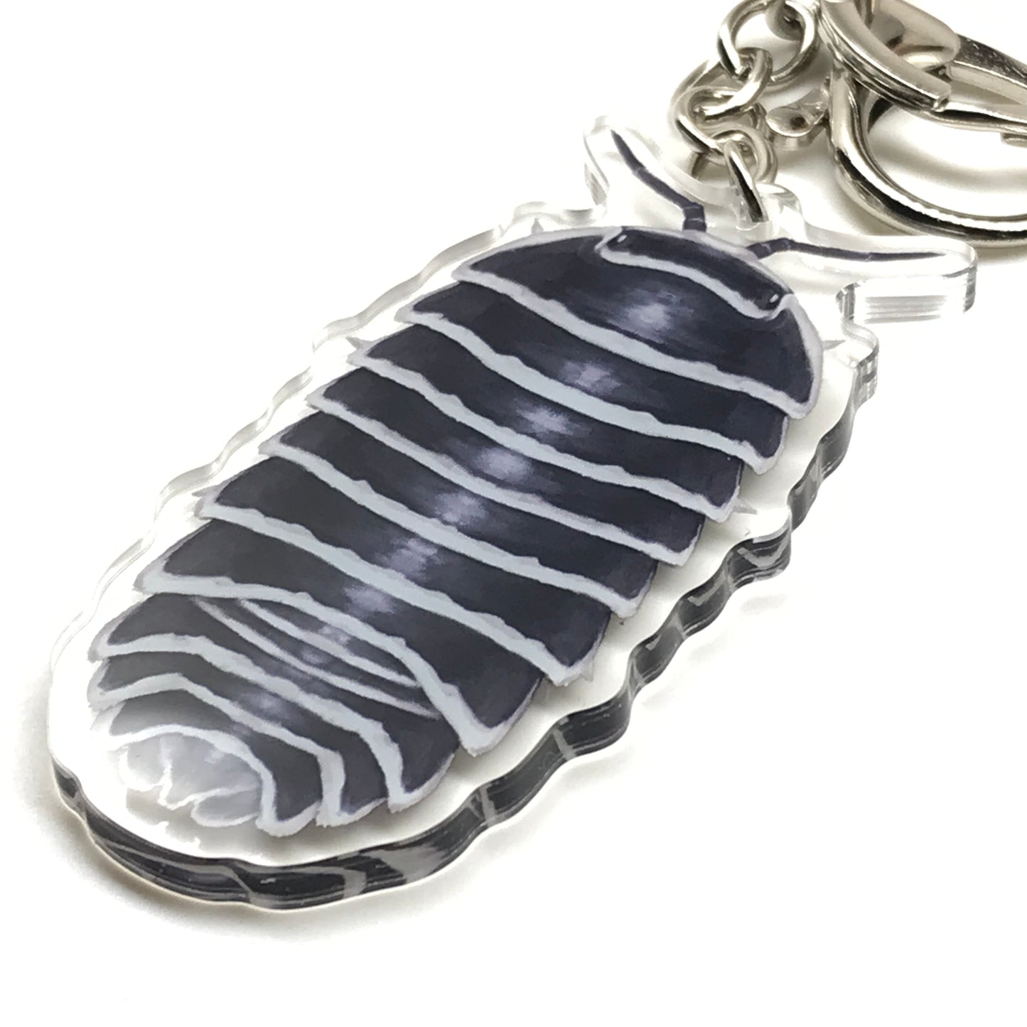 Zebra Isopod Armadillidium Maculatum acrylic keychain charm with detailed black and white striped isopod design.