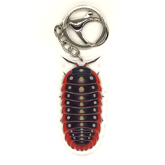 Clown Isopod Keychain, Armadillidium Klugii Acrylic Charm from The Silk Ranch