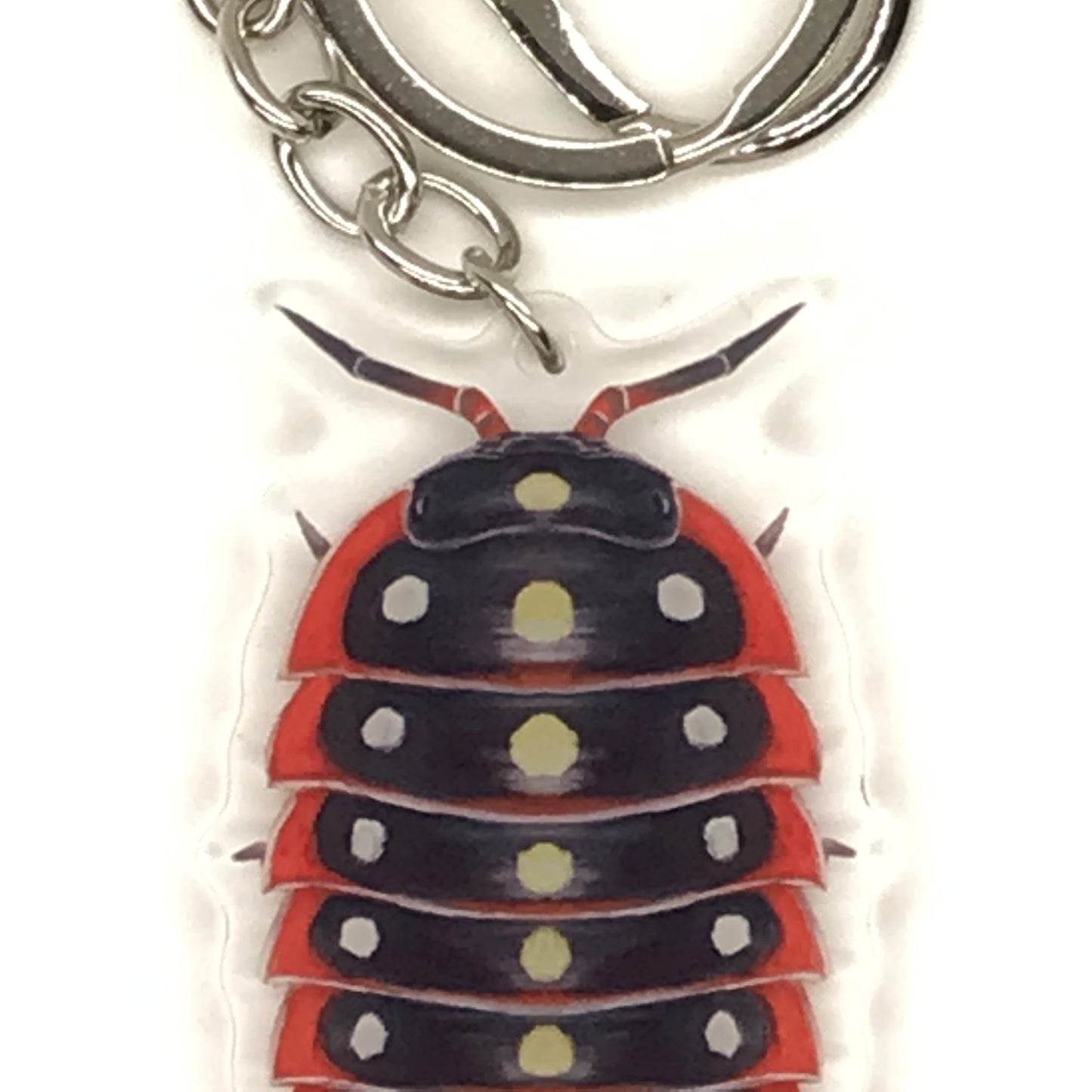 Clown Isopod Armadillidium Klugii acrylic keychain charm with detailed black and white illustration on a clear background.