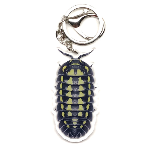 Gestroi Isopod Keychain, Armadillidium Gestroi Acrylic Charm from The Silk Ranch