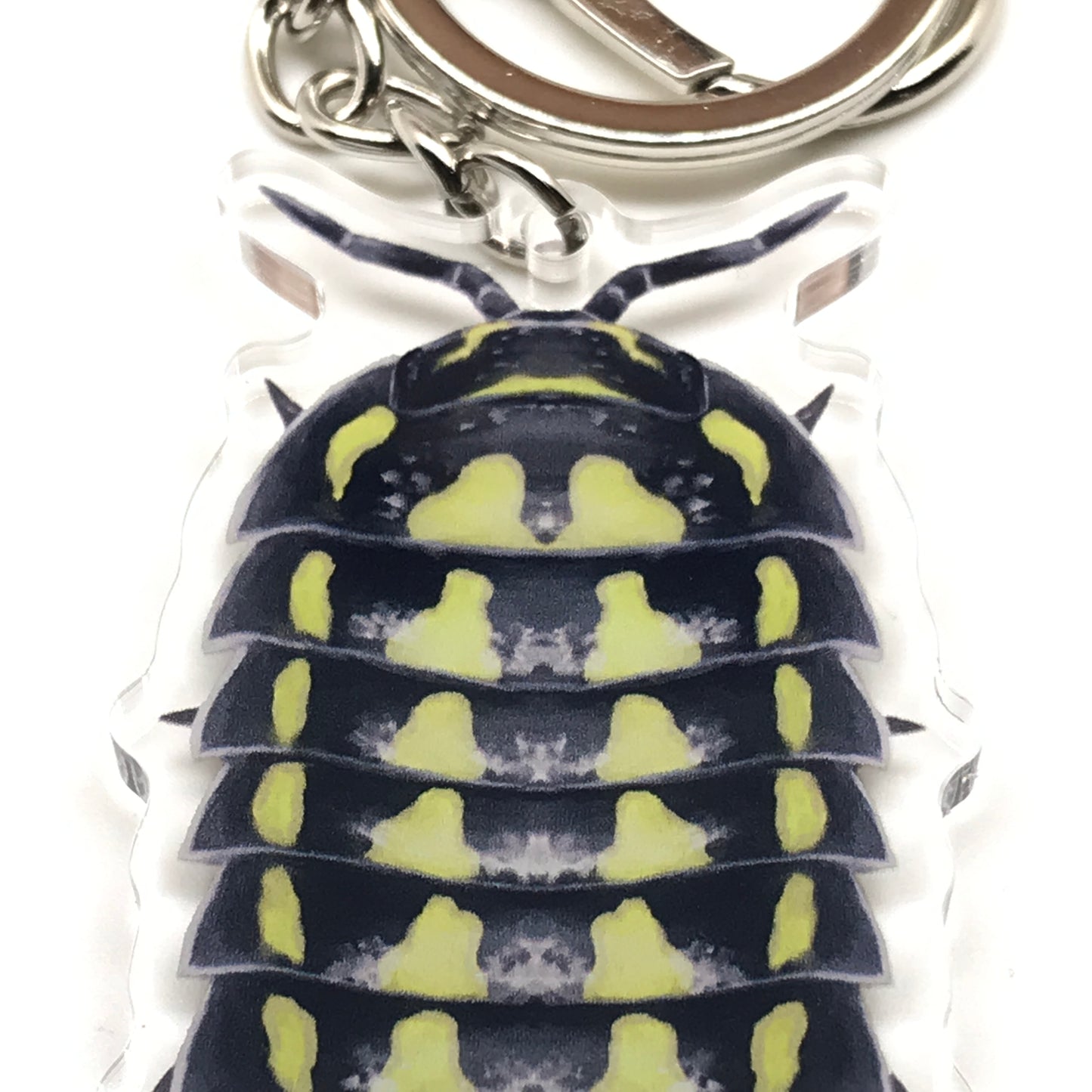 Acrylic Gestroi Isopod keychain featuring a detailed Armadillidium Gestroi design in transparent material.