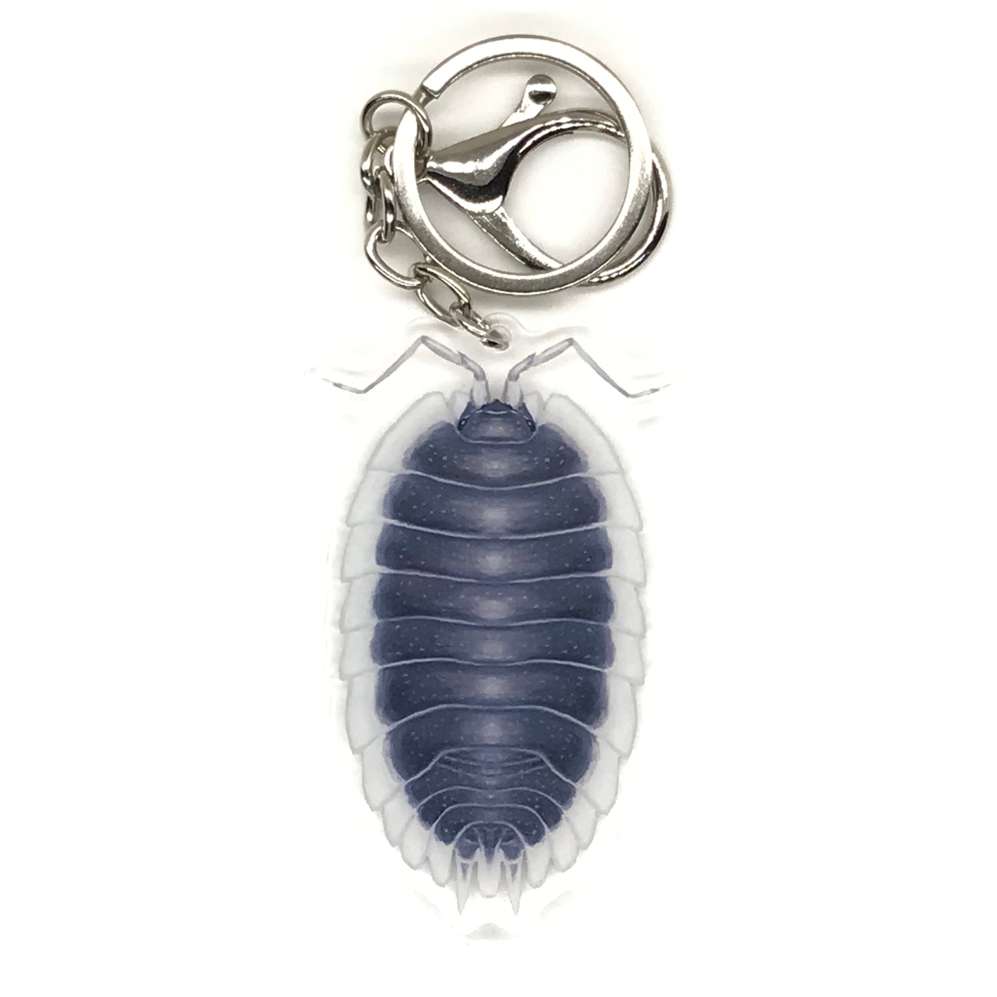 Greek Shield Isopod Porcellio Werneri acrylic keychain charm with detailed depiction, perfect for collectors and nature enthusiasts.