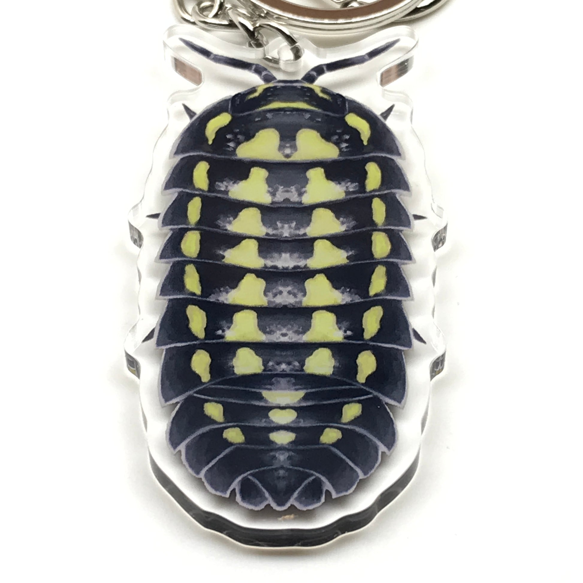 Acrylic armadillidium gestroi isopod keychain with detailed shell design, featuring a clear acrylic charm with black and brown accents.