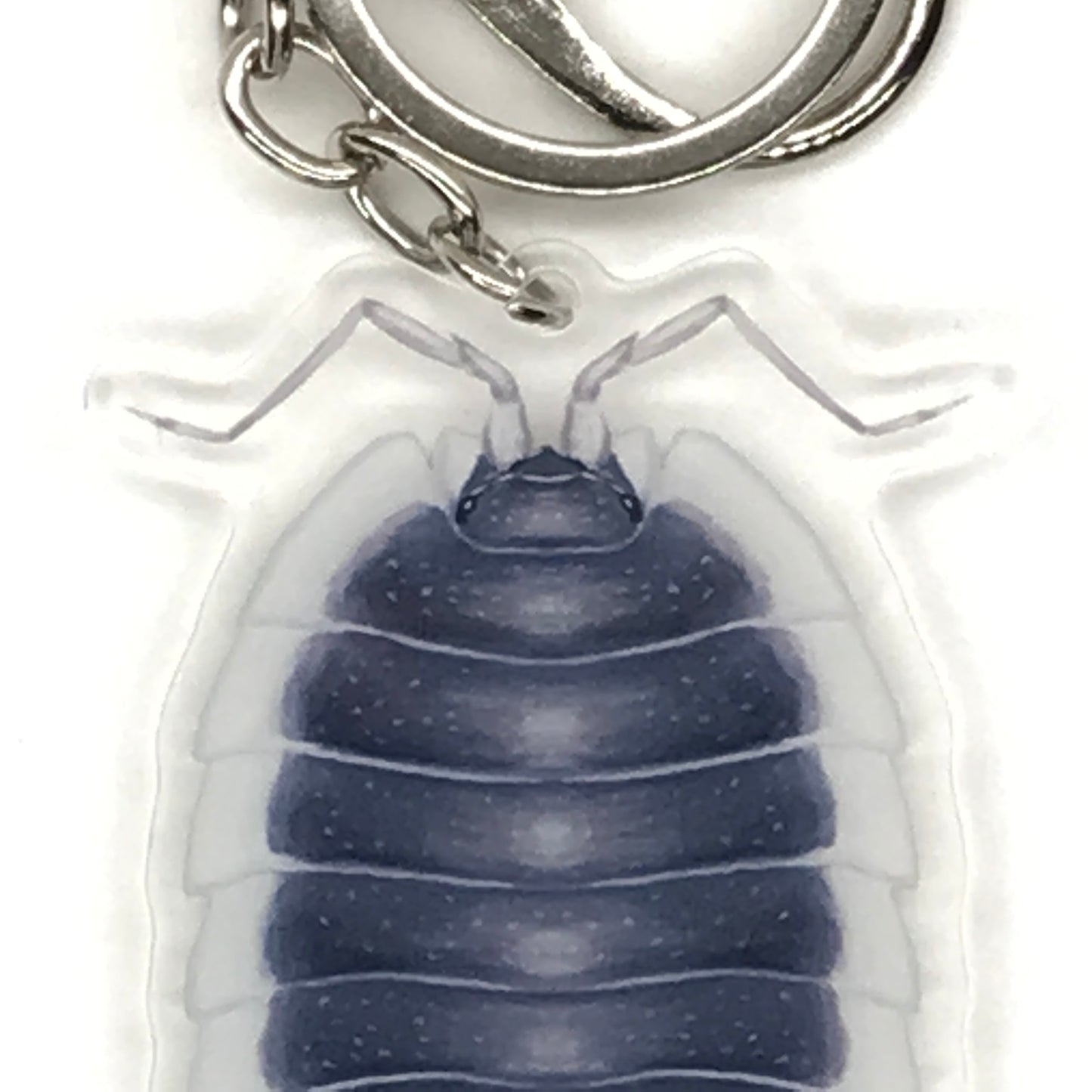 Greek Shield Isopod Porcellio Werneri acrylic keychain charm with detailed design, perfect for collectors and key accessories.