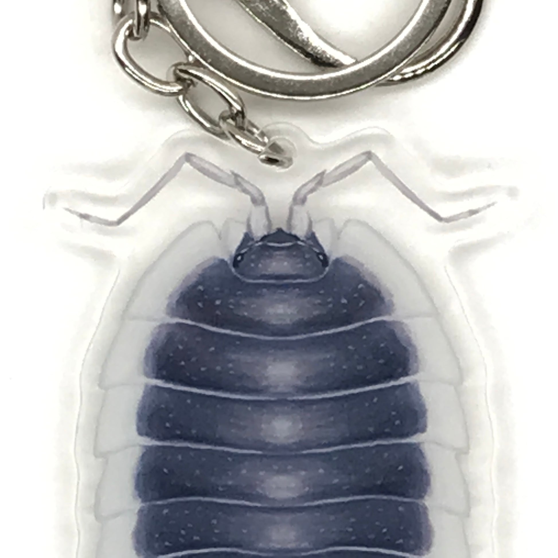 Greek Shield Isopod Porcellio Werneri acrylic keychain charm with detailed design, perfect for collectors and key accessories.
