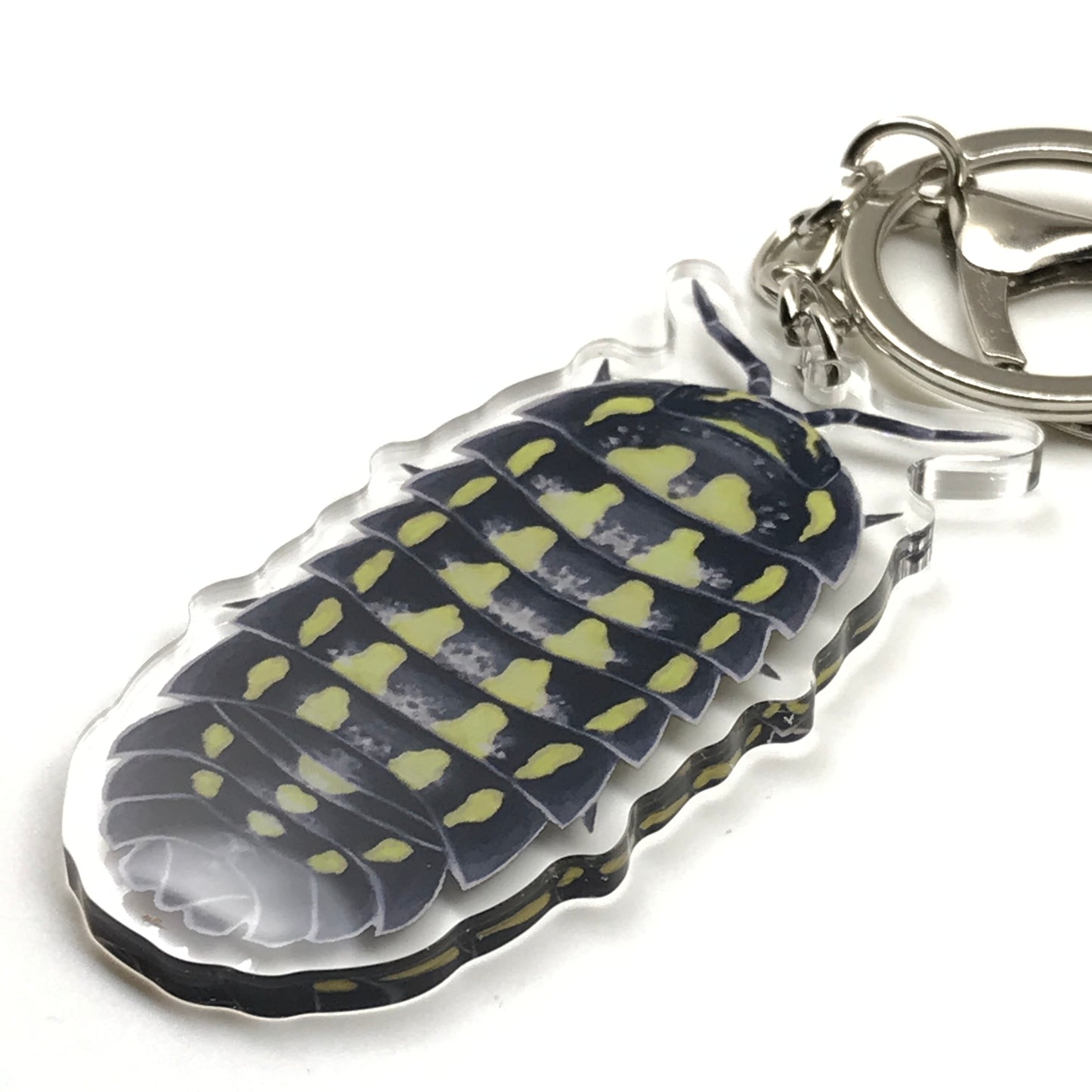 Gestroi Isopod keychain by The Silk Ranch featuring an acrylic charm of Armadillidium gestroi on a white background