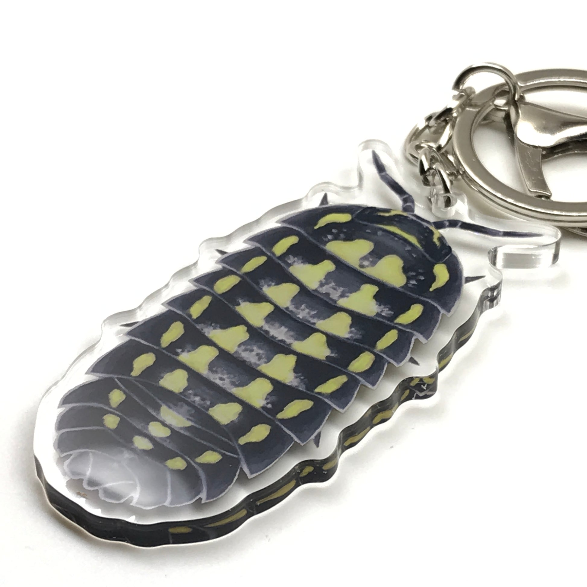 Gestroi Isopod keychain by The Silk Ranch featuring an acrylic charm of Armadillidium gestroi on a white background