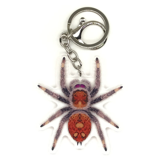 Regal Jumping Spider Keychain, Phidippus Regis (Female) Acrylic Keychain from The Silk Ranch
