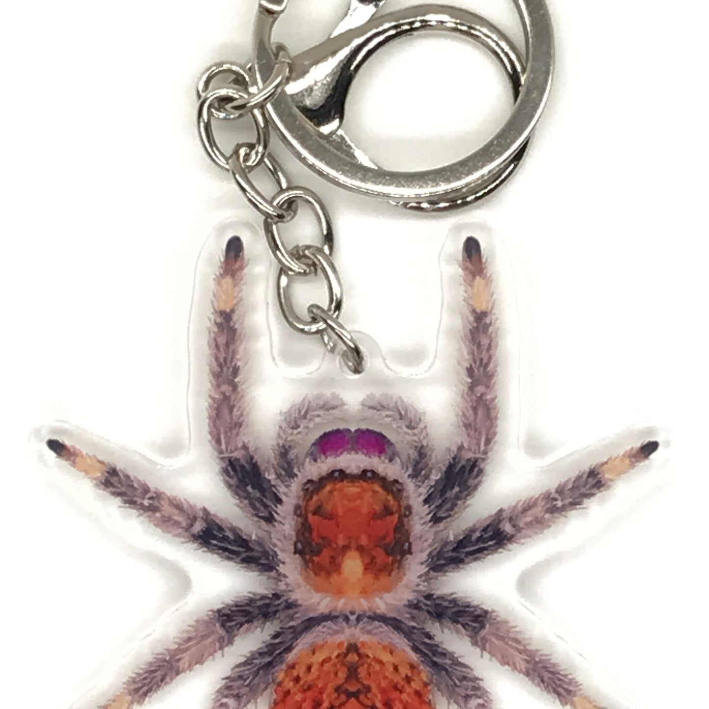 Female Regal Jumping Spider Phidippus Regis acrylic keychain featuring detailed, realistic spider design for key or bag decoration.