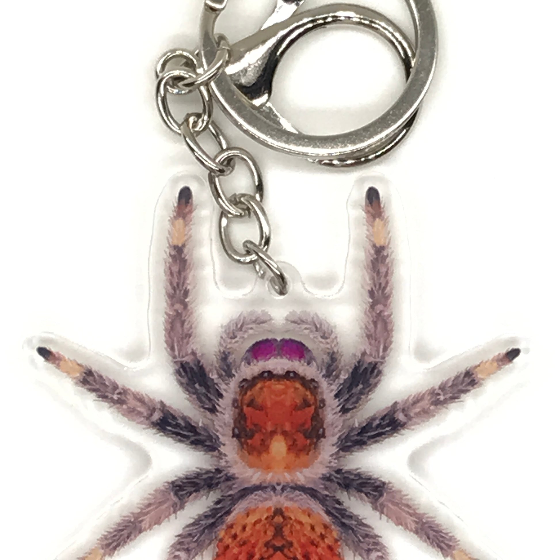 Female Regal Jumping Spider Phidippus Regis acrylic keychain featuring detailed, realistic spider design for key or bag decoration.