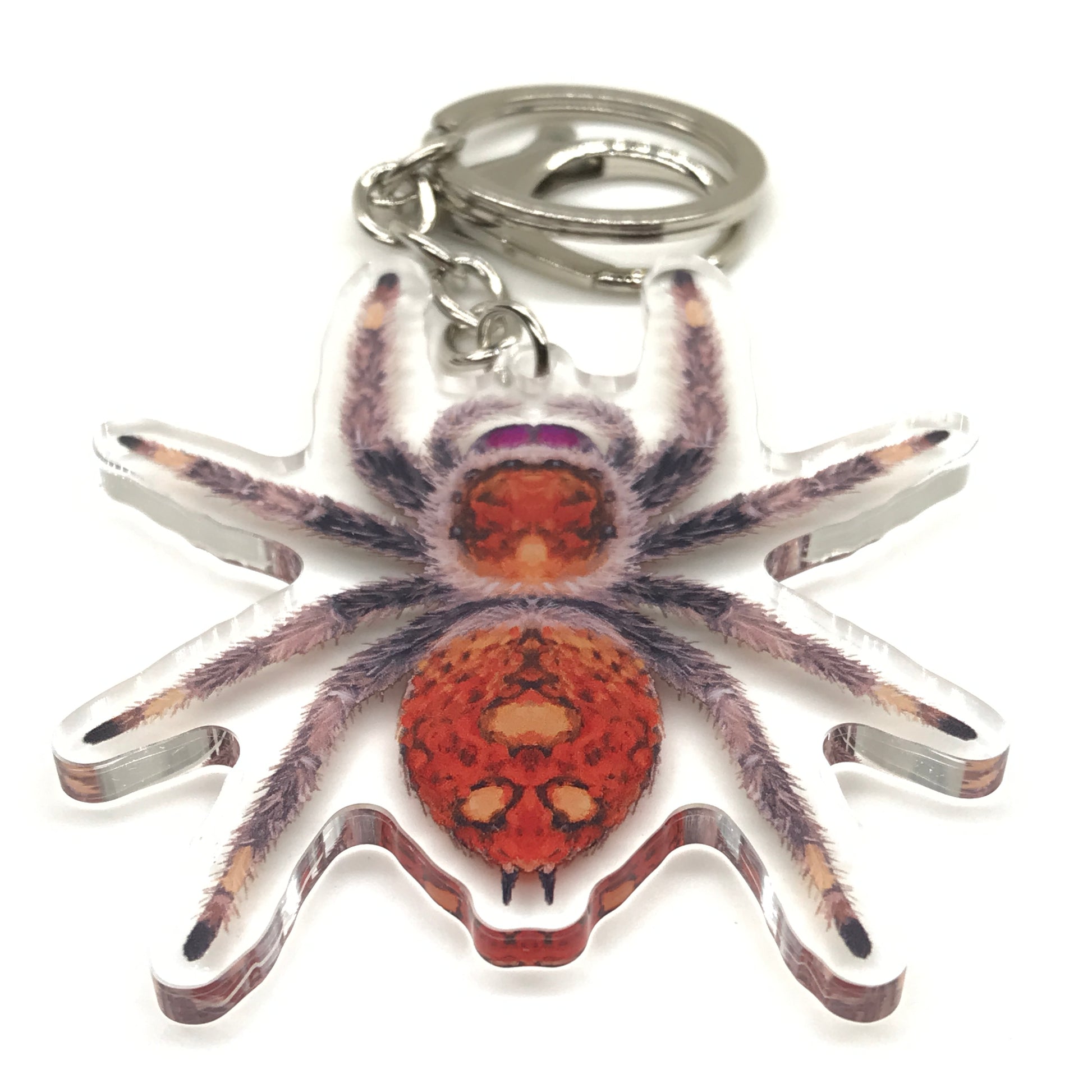 Female Regal Jumping Spider Phidippus Regis acrylic keychain with detailed spider image, ideal for key or bag decoration.