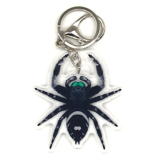 Jumping Spider Keychain, Phidippus Regis (Male) Acrylic Charm from The Silk Ranch