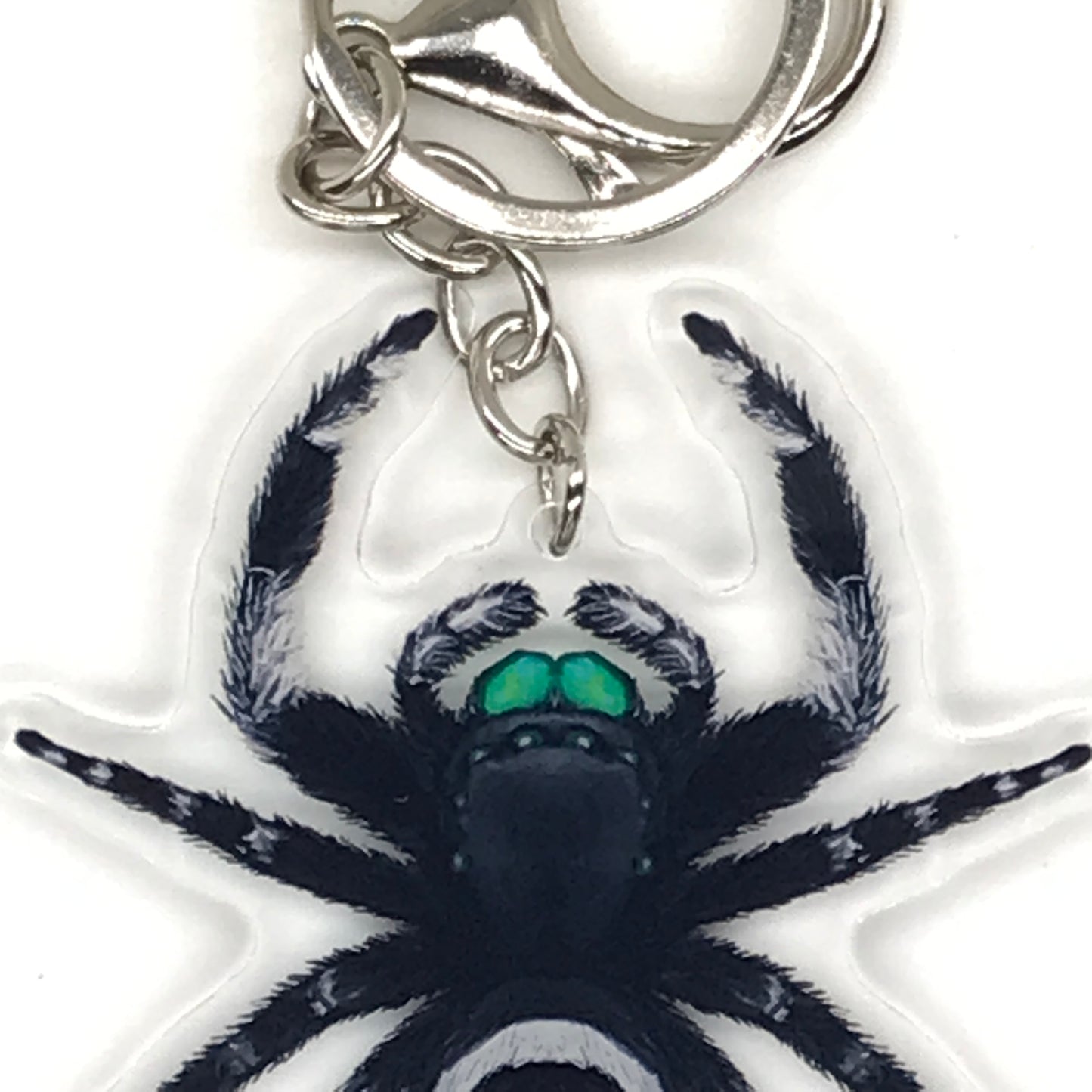 Male Phidippus regius jumping spider keychain acrylic charm, featuring detailed design and vibrant colors.