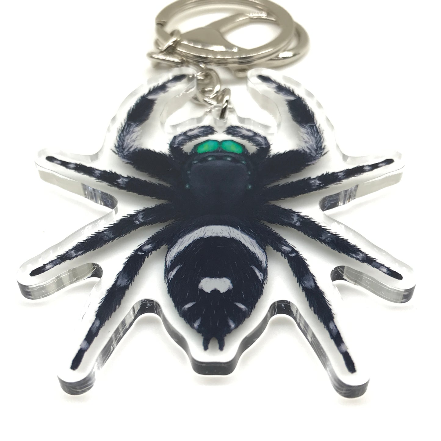 Male Phidippus Regis jumping spider keychain acrylic charm with detailed black and white design, ideal for bags or keys.