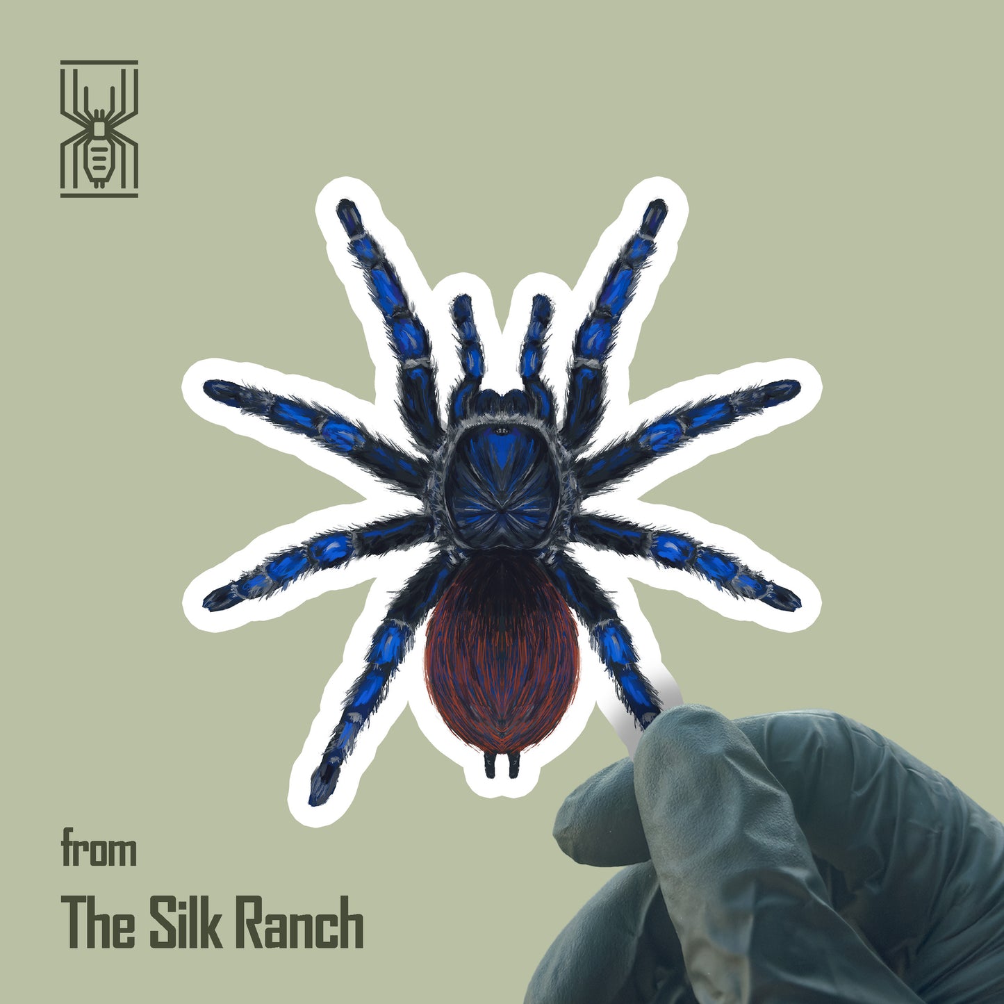 Brazilian Blue Tarantula Sticker, Lasiodora Sazimai Waterproof Vinyl Sticker from The Silk Ranch