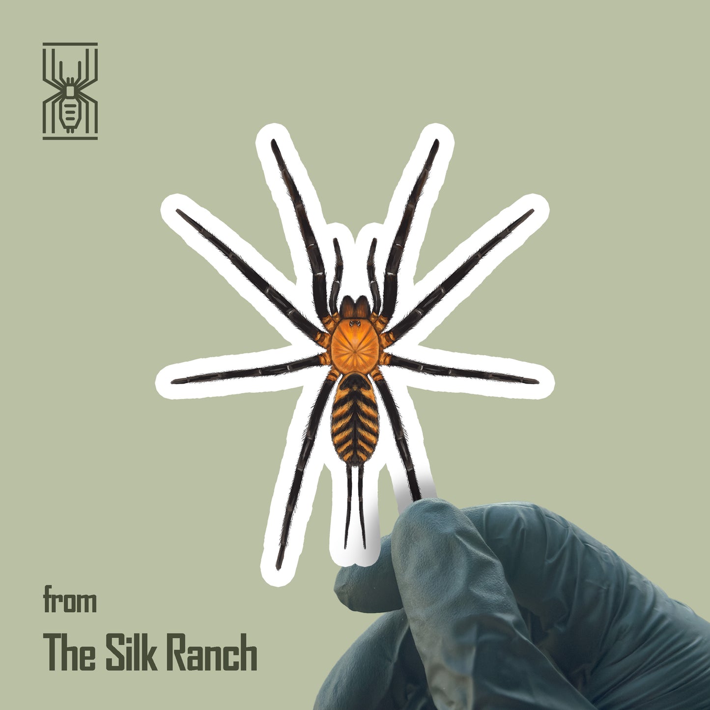 Waterproof vinyl sticker of a juvenile Linothele fallax tiger spider web design by The Silk Ranch.