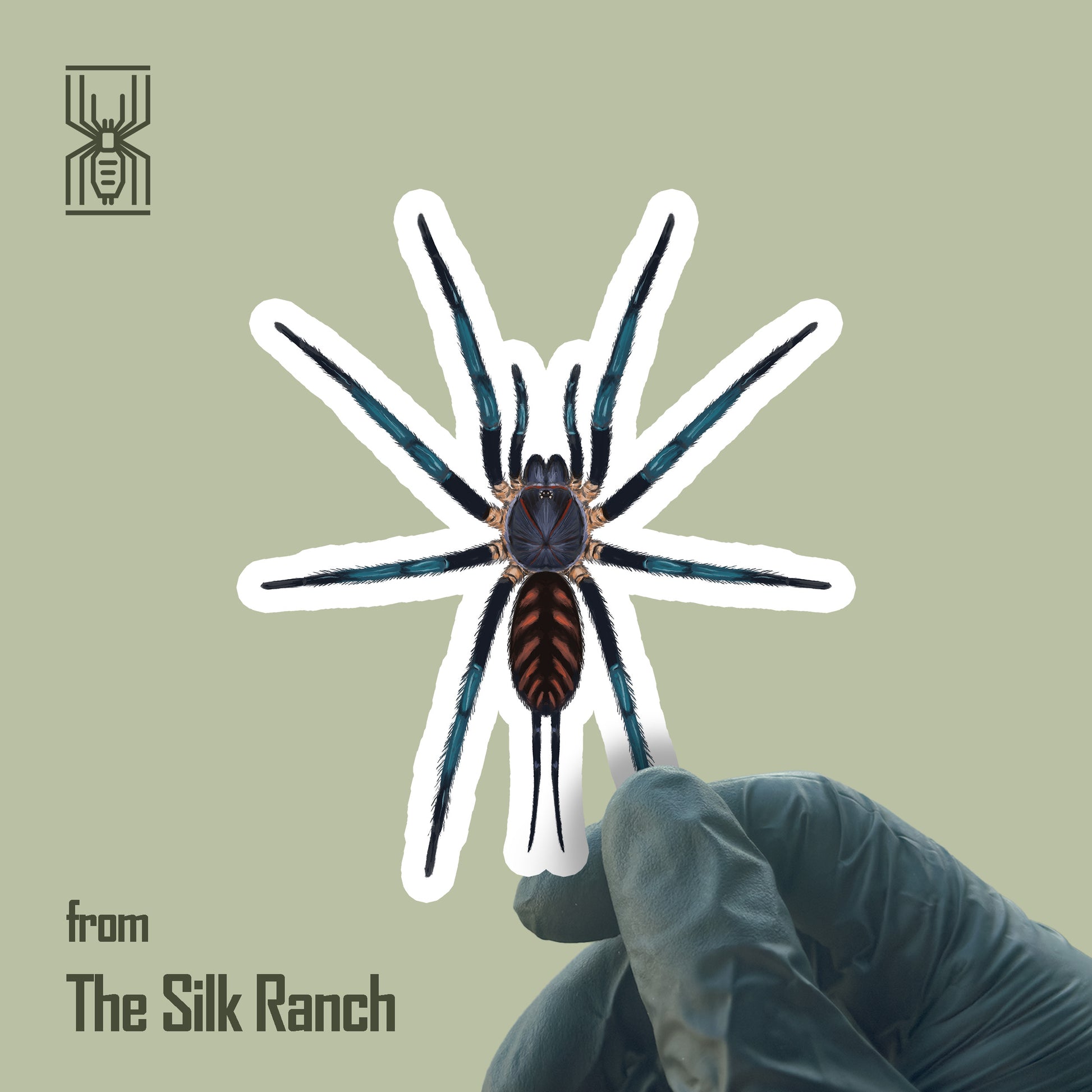 Waterproof vinyl sticker of a Linothele fallax spider from The Silk Ranch, showcasing the adult Tiger Curtain Web Spider design.