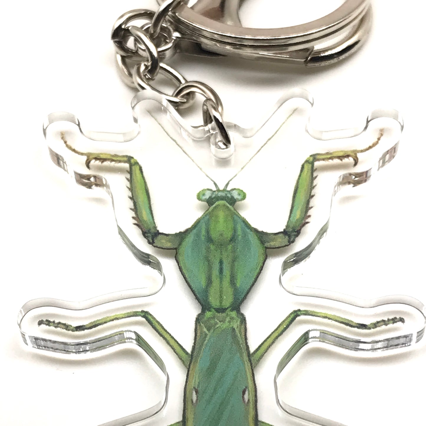 Giant Malaysian Shield Mantis Keychain, Rhombodera Basalis Acrylic Charm from The Silk Ranch
