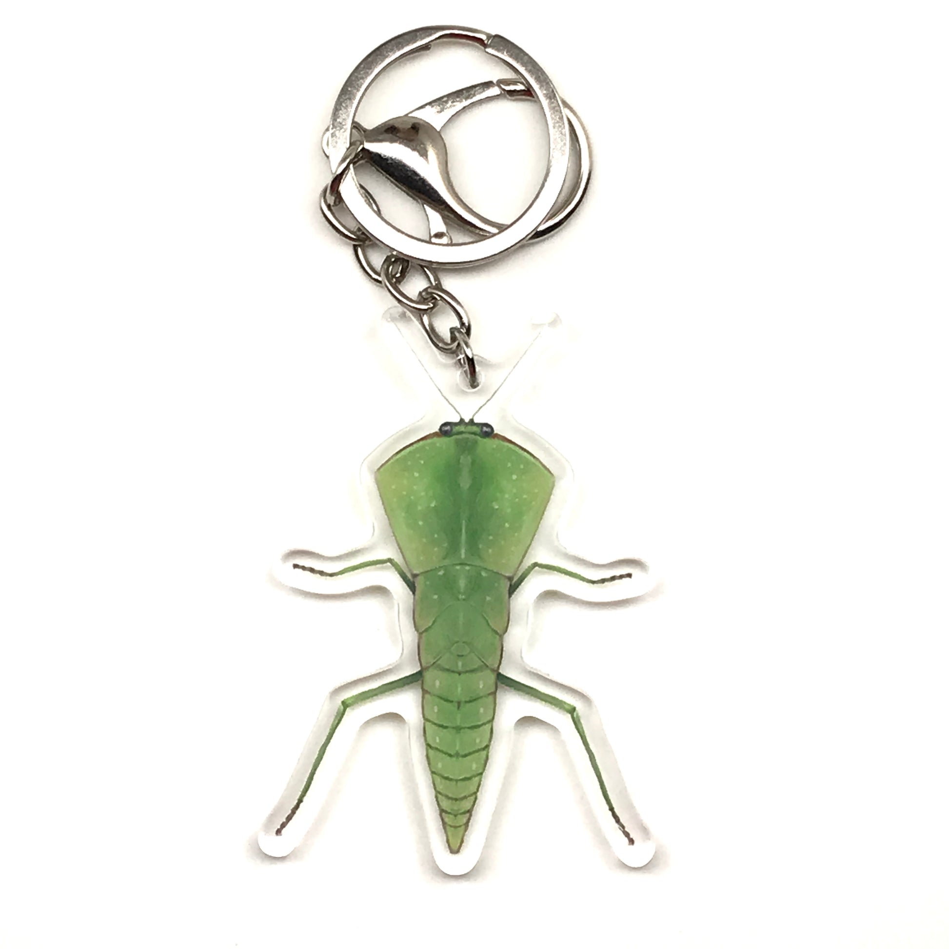 Chinese Shield Mantis Keychain, Asiadodis Yunnanensis Acrylic Charm from The Silk Ranch