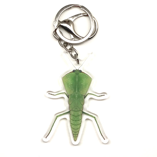 Chinese Shield Mantis Keychain, Asiadodis Yunnanensis Acrylic Charm from The Silk Ranch