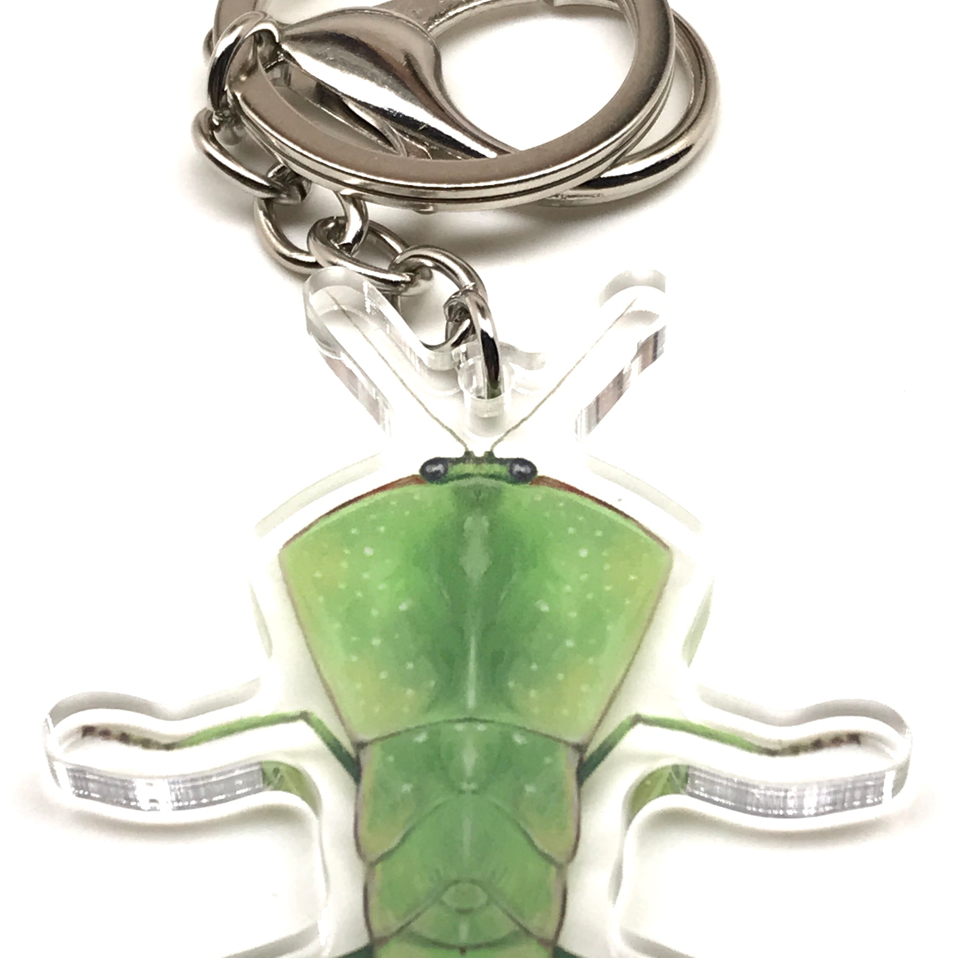 Chinese Shield Mantis Keychain, Asiadodis Yunnanensis Acrylic Charm from The Silk Ranch