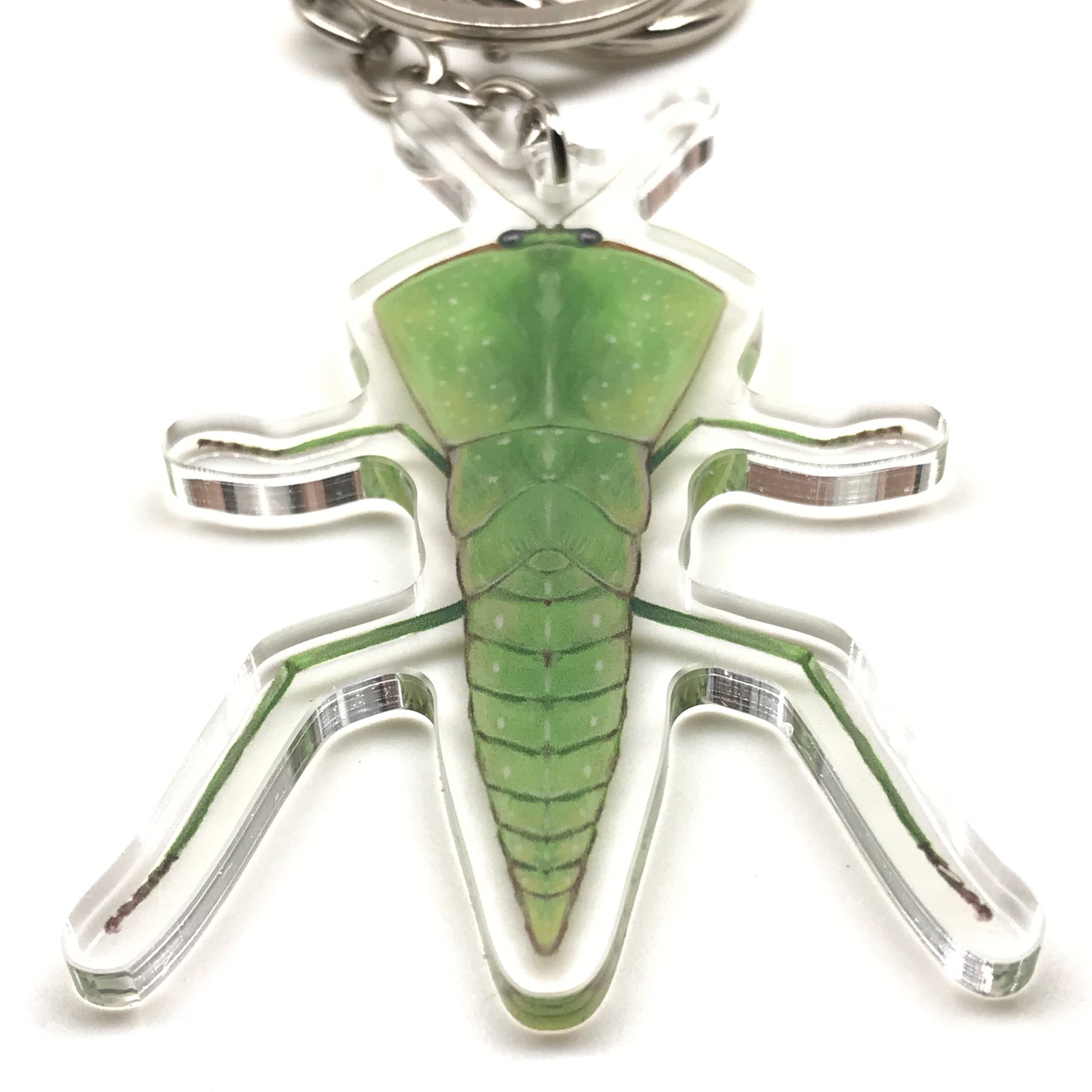 Chinese Shield Mantis Keychain, Asiadodis Yunnanensis Acrylic Charm from The Silk Ranch