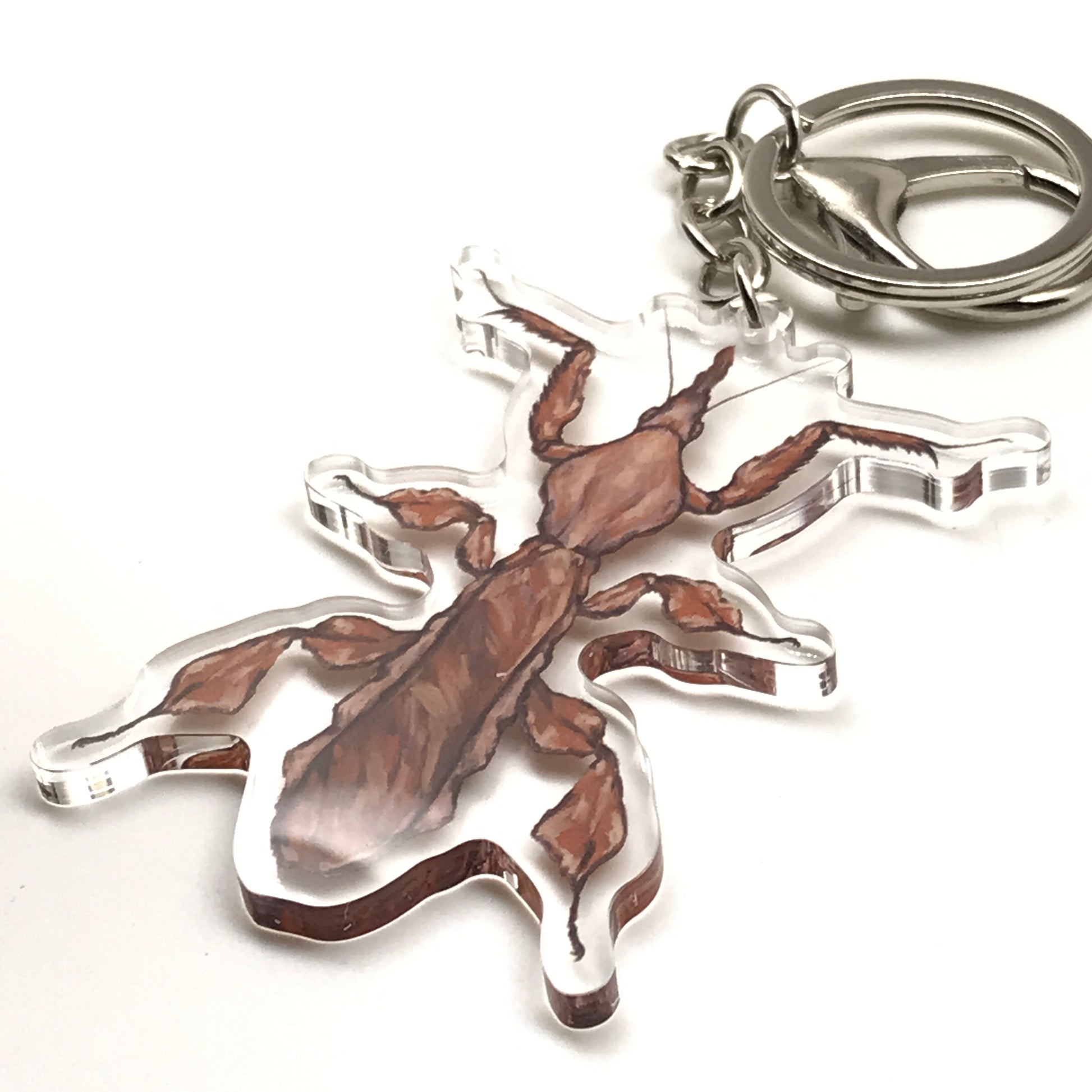 Acrylic Ghost Mantis keychain featuring a detailed Phyllocrania Paradoxa insect charm from The Silk Ranch.