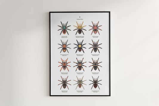 Tarantulas of Mexico Poster from The Silk Ranch
