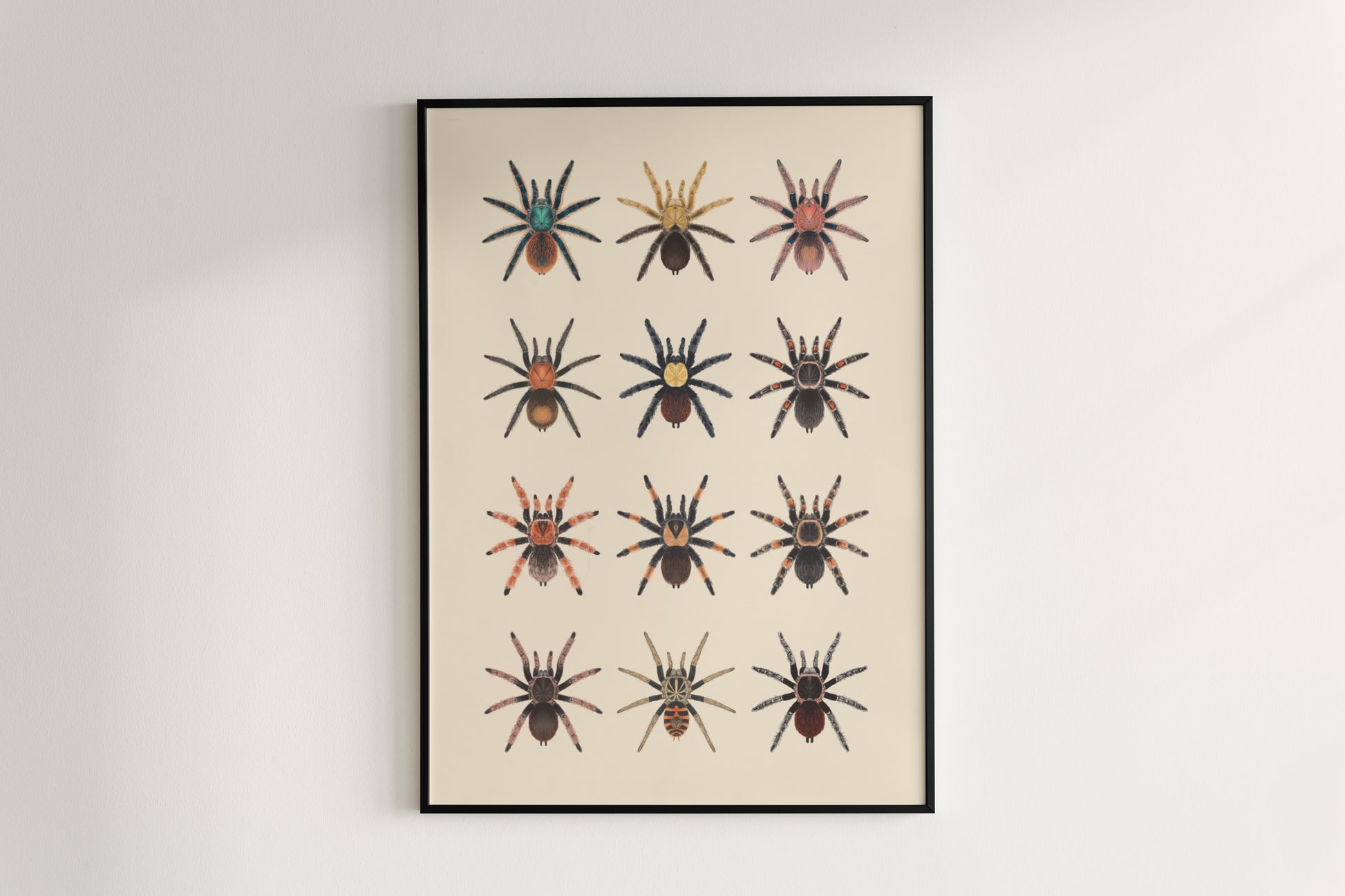 Tarantulas of Mexico Poster from The Silk Ranch