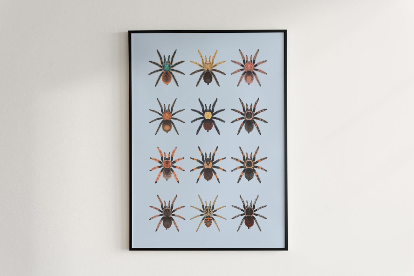 Tarantulas of Mexico Poster from The Silk Ranch
