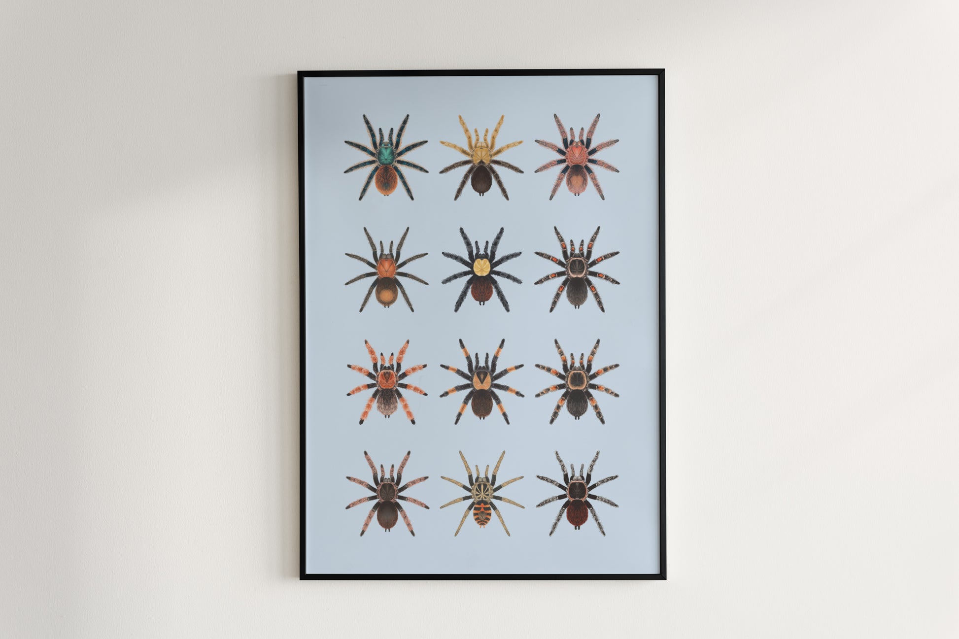 Tarantulas of Mexico Poster from The Silk Ranch
