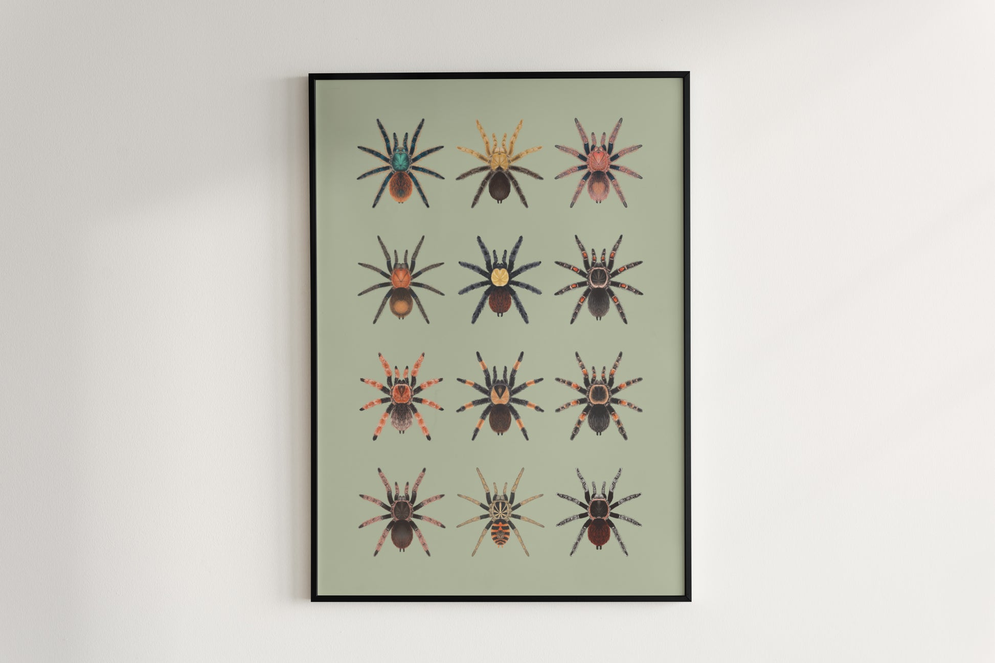 Tarantulas of Mexico Poster from The Silk Ranch