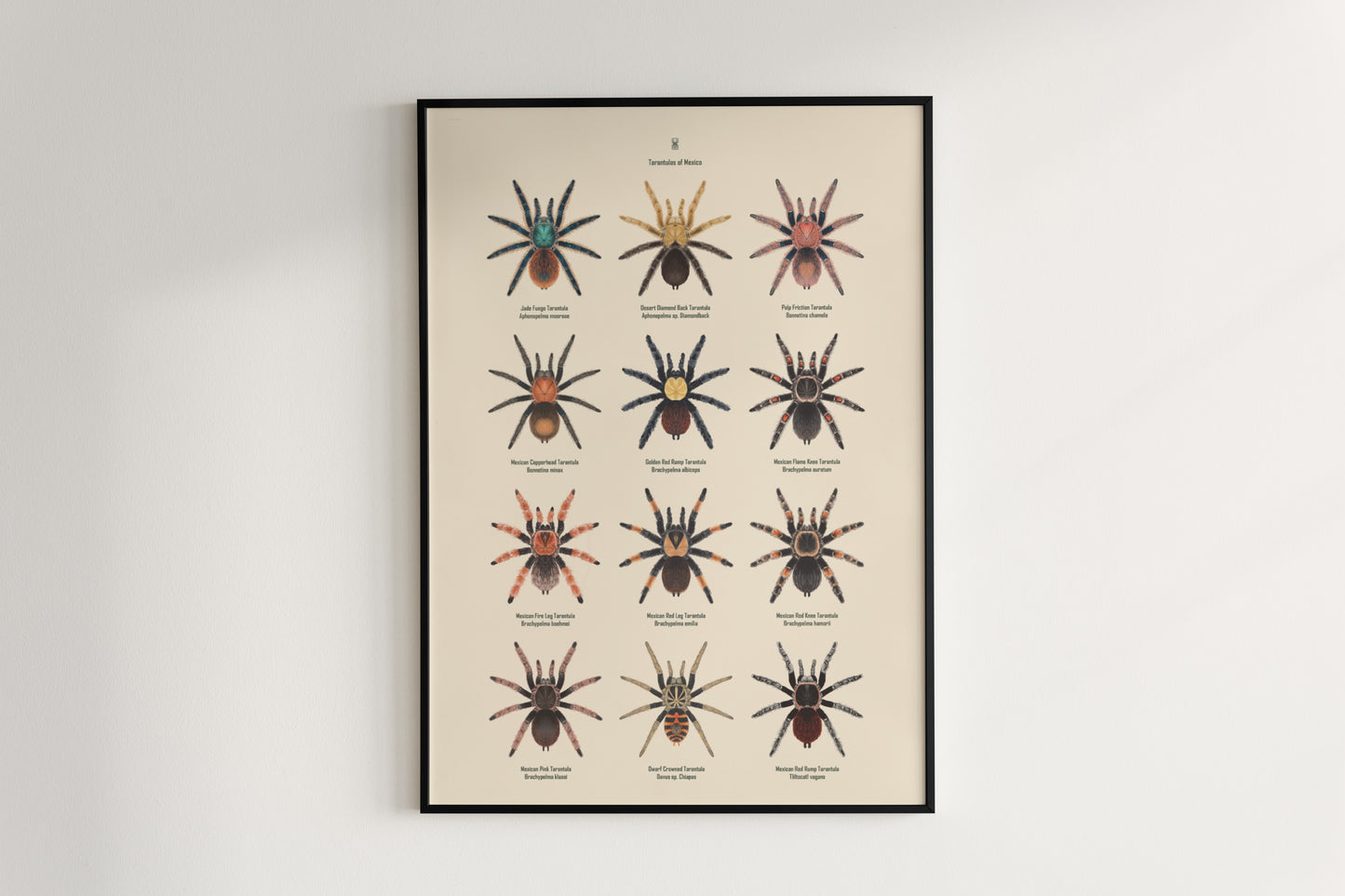 Tarantulas of Mexico Poster from The Silk Ranch