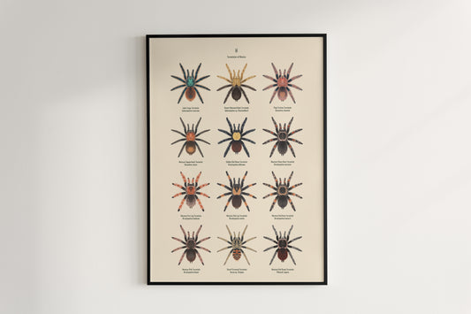 Tarantulas of Mexico Poster from The Silk Ranch