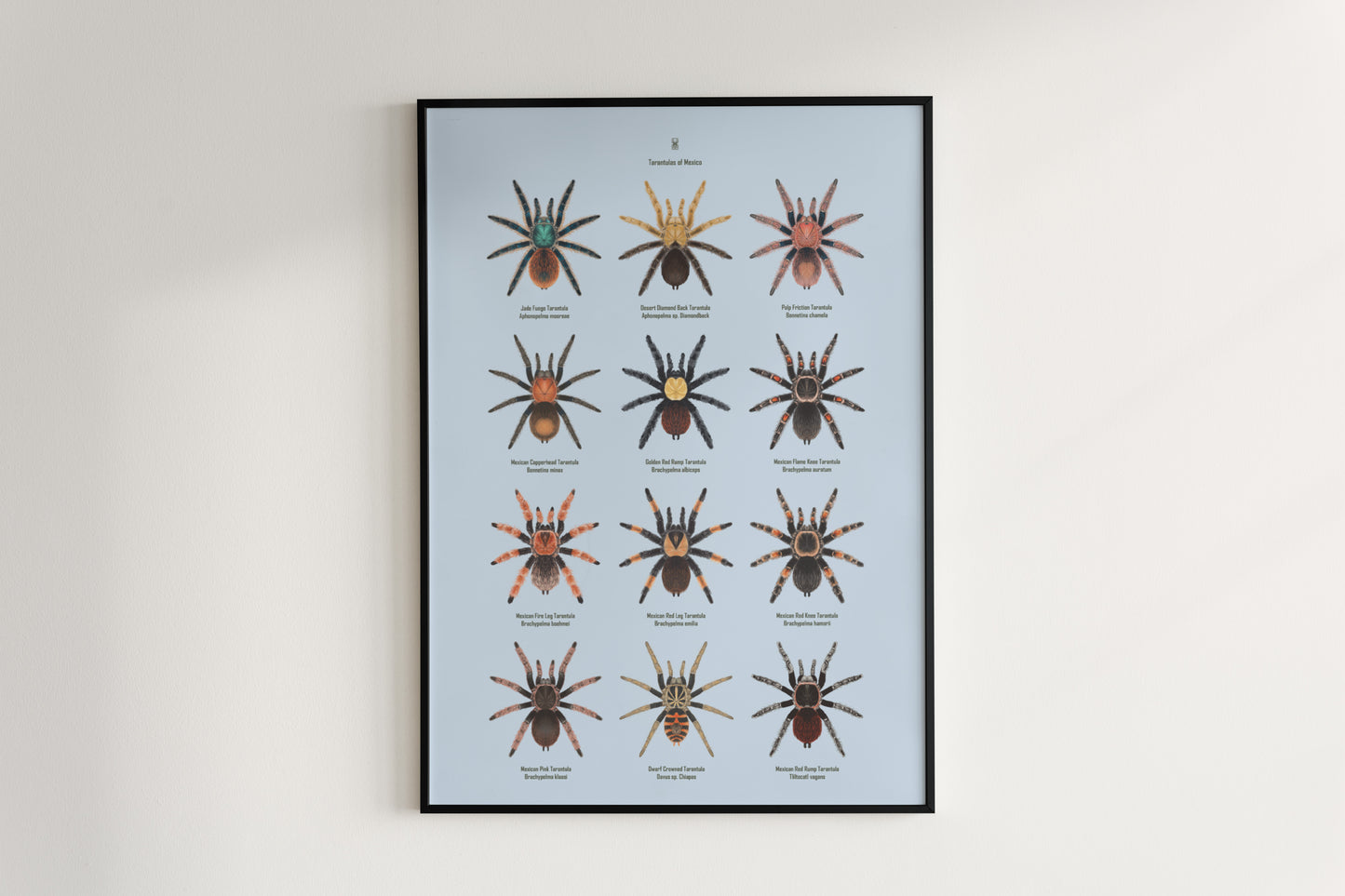 Tarantulas of Mexico Poster from The Silk Ranch