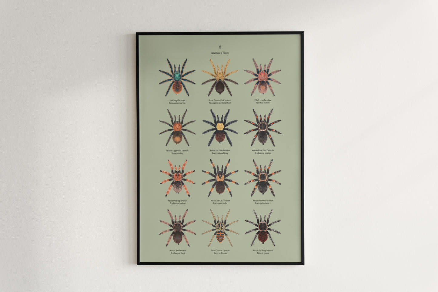 Tarantulas of Mexico Poster from The Silk Ranch