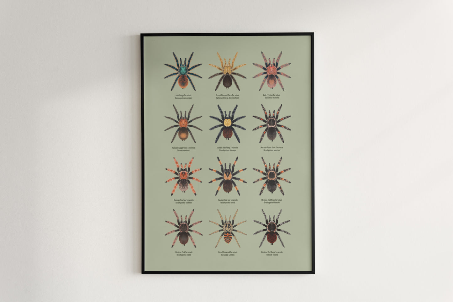 Tarantulas of Mexico Poster from The Silk Ranch