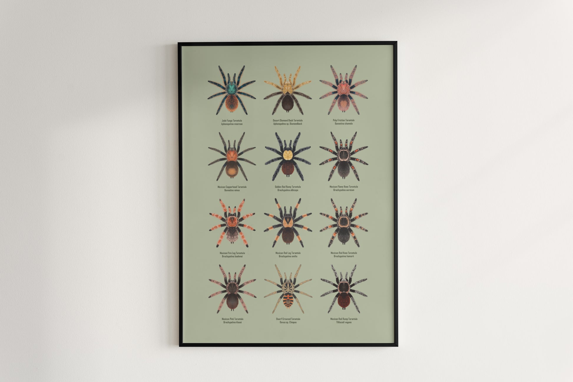 Tarantulas of Mexico Poster from The Silk Ranch