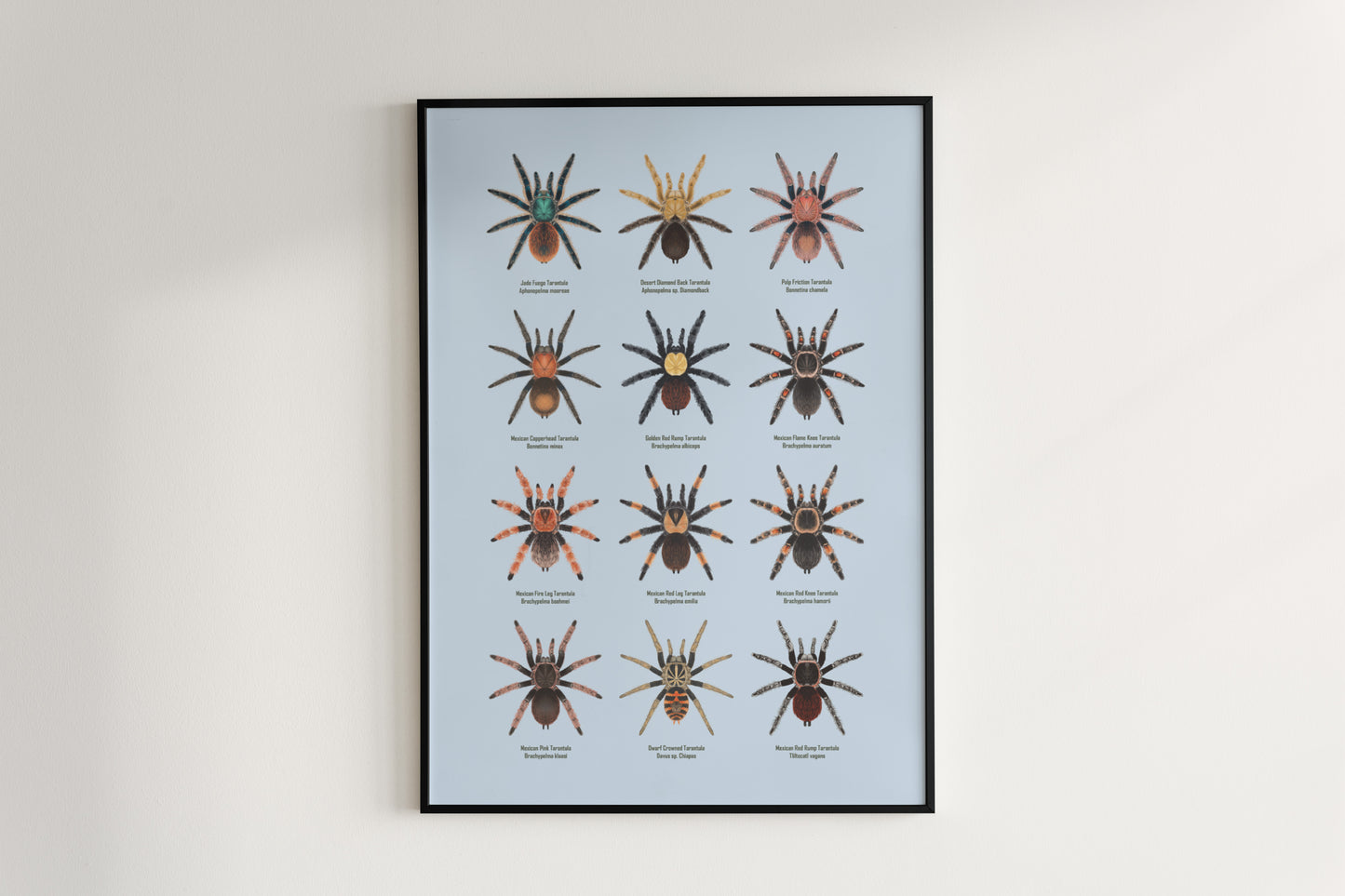 Tarantulas of Mexico Poster from The Silk Ranch